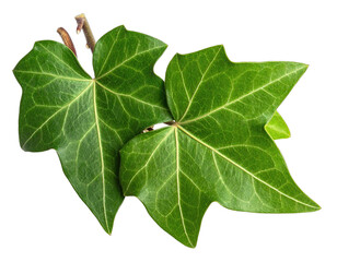 Fototapeta premium Close-up of green, multi-lobed leaves with intricate veins, isolated on a black background