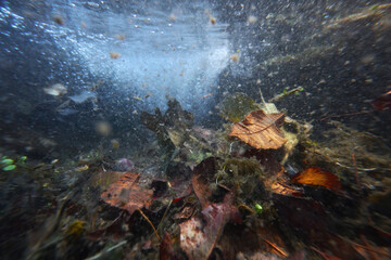 Underwater autumn leaves in a serene aquatic landscape
