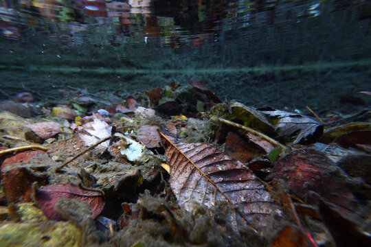 Magical underwater scene of autumn leaves and reflections