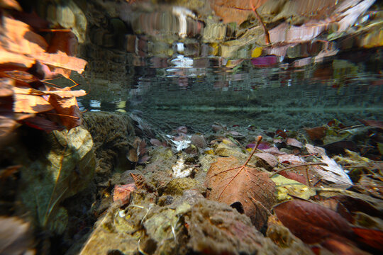 Magical underwater scene of autumn leaves and reflections
