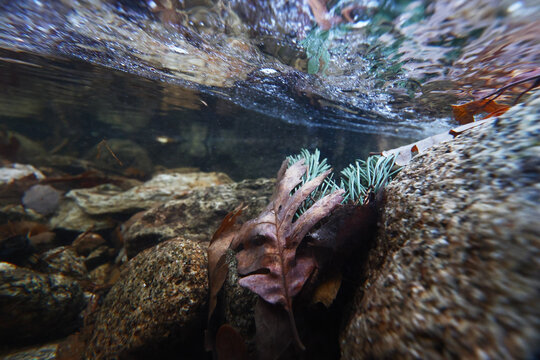 Underwater autumn leaves create a natural masterpiece