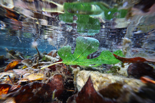 Underwater autumn leaves create a natural art scene