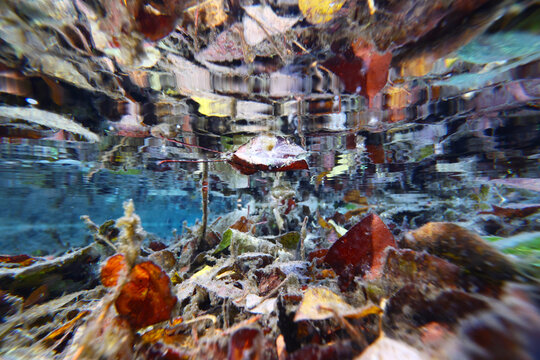 Underwater autumn leaves create a natural art scene