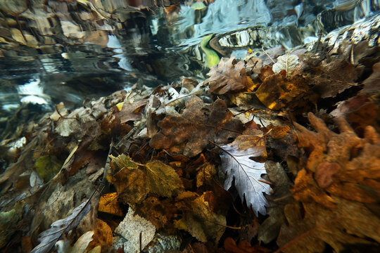 Underwater autumn leaves forming a natural art scene