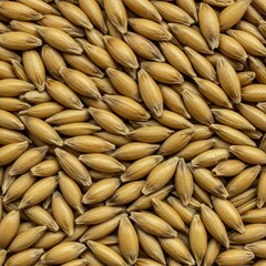 Premium golden barley malt kernels displayed in a close up macro shot, emphasizing dryness, texture, and excellent quality for brewing ,storage ,barley ,stockpile