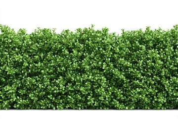 Dense, vibrant green hedge against a white backdrop, offering a textured surface