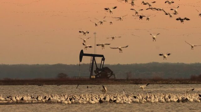 Flock Fuel