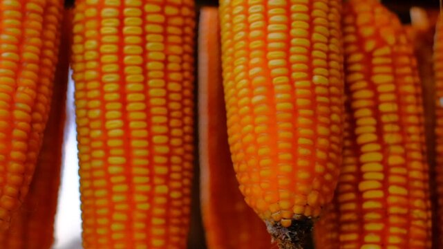 A bunch of corn is shown in a row, with the corn being orange in color