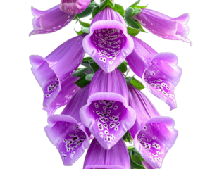Close-up of a vibrant purple foxglove flower with delicate petals and speckled interiors