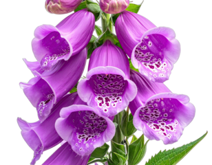 Close-up of vibrant purple foxglove flowers blooming on a tall green stem