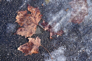 Closeup of autumn dried leaves fallen on asphalt sidewalk and covered with ice in winter
