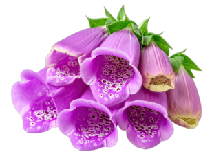 A cluster of vibrant purple, bell-shaped flowers with spotted interiors against a black background