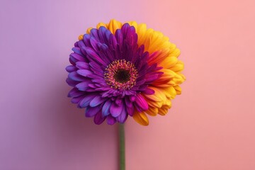 Vibrant, colorful flower with a split-toned design