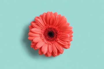 Coral gerbera daisy centered on mint-green background