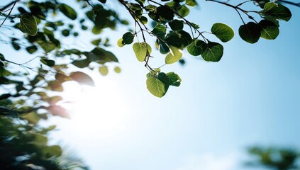 Sunlight filters through vibrant green leaves against a clear sky