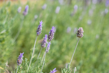 lavender field in provence