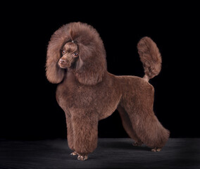 Beautiful chocolate poodle in studio