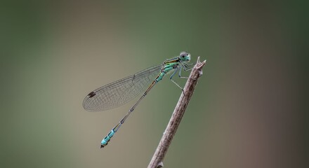 Blue Damselfly Perched on Stem in Nature.