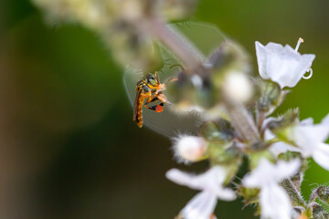Abelha Jata&iacute;-amarela, tamb&eacute;m conhecida como abelha-ouro, jata&iacute;, abelha-mirim, mosquitinha-verdadeira, sete-portas, tr&ecirc;s-portas, abelha de botas ou minguinho.