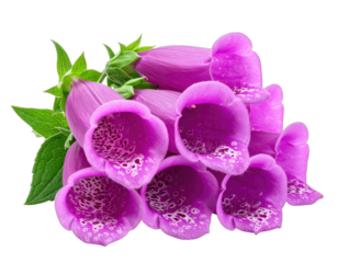 Close-up of delicate purple flowers with speckled insides and vibrant green foliage