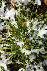 Closeup of green and dried grass blades and snow patches on the ground after the first snow in december