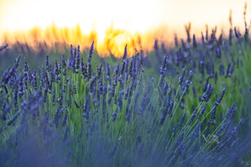 Stunning Lavender Fields at Sunset in Spain