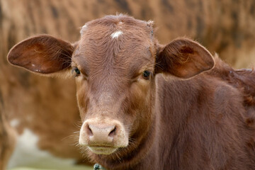brown calf close up