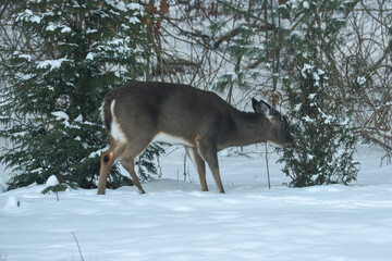 Doe Eating Thuja Pine Tree in Snowy Winter Woodland 
