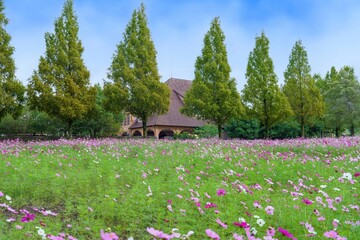 青空バックに見るメタセコイヤ並木と満開のコスモスのコラボ情景