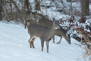 Group of Deer Foraging Together in a Snowy Winter Forest