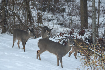 Group of Deer Foraging Together in a Snowy Winter Forest