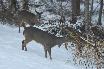 Group of Deer Foraging Together in a Snowy Winter Forest