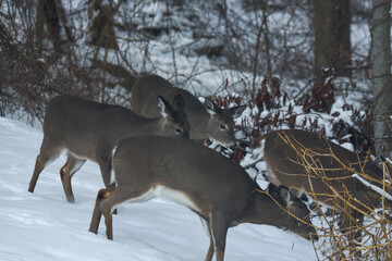 Group of Deer Foraging Together in a Snowy Winter Forest