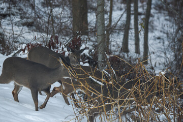Group of Deer Foraging Together in a Snowy Winter Forest