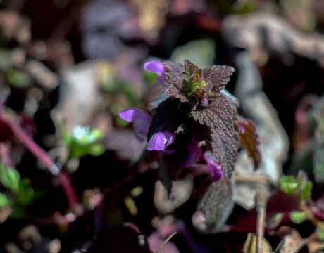 Lamium purpureum, also called the gypsy s seal or pussy, belongs to the labiate family, which includes nettle, dead nettle, blooms in early spring, at the end of March. Flowers are purple.