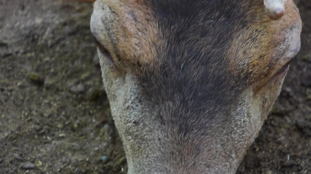 close up of male dam deer buck with large antlers on the head resting in the forest on the ground ona sunny spring day
