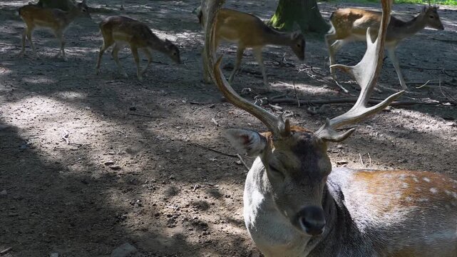 close up of male dam deer buck with large antlers on the head resting in the forest on the ground ona sunny spring day