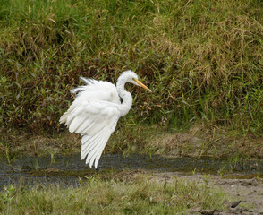 Fototapeta premium great egret, ardea alba great white bird