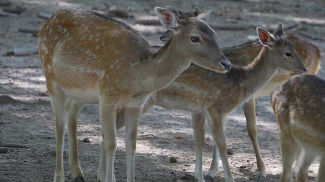 close up of female axis deer buck  standing around in the forest on a sunny summer day