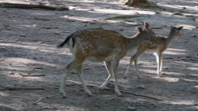 close up of female axis deer buck  standing around in the forest on a sunny summer day