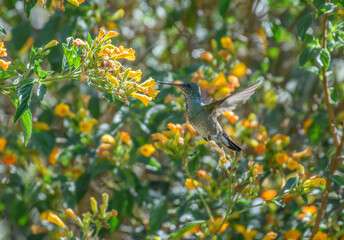 beautiful Colibri coruscans, sparkling violetear hummingbird