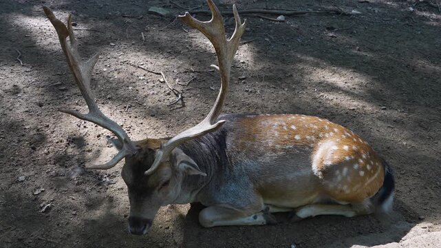 close up of male dam deer buck with large antlers on the head resting in the forest on the ground ona sunny spring day