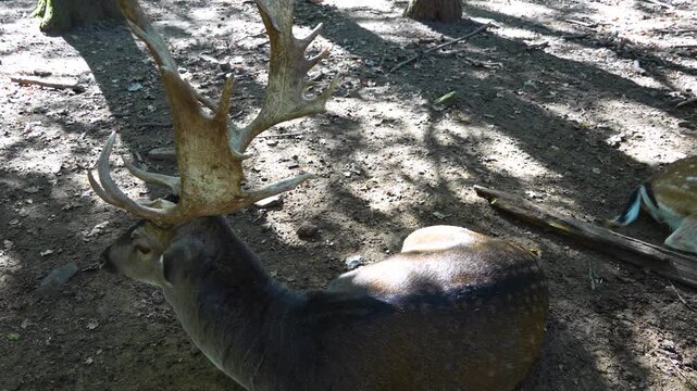 close up of male dam deer buck with large antlers on  resting in the forest on the ground on a sunny spring day