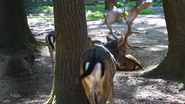close up of male dam deer buck with large antlers on  resting in the forest on the ground oa sunny spring day