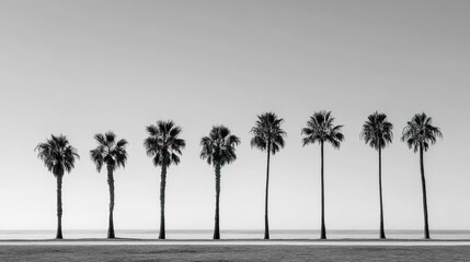 Monochromatic coastal scene featuring a row of seven palm trees silhouetted against a minimalist, pale sky and tranquil sea