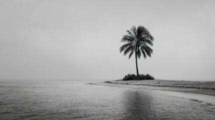 Solitary palm tree on a small island beach, grayscale, calm water and misty sky