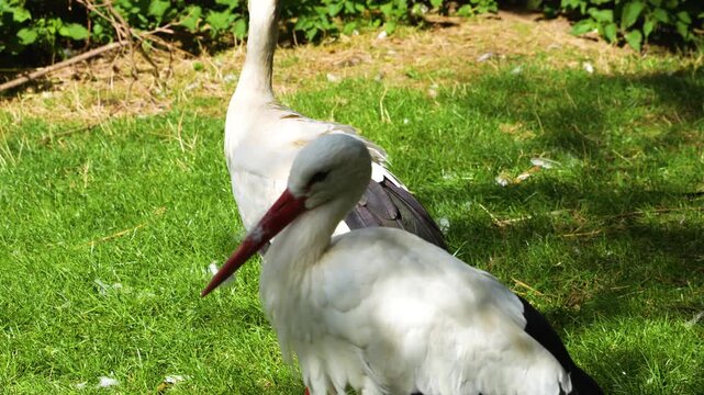 Close up of storks standing on a meadow on a sunny summer day and grooming them selfs