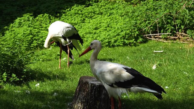 Close up of storks standing on a meadow on a sunny summer day and grooming them selfs