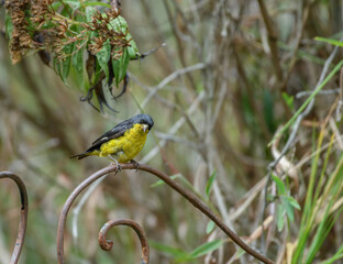 spinus psaltria, lesser goldfinch