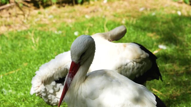 Close up of storks standing on a meadow on a sunny summer day and grooming them selfs